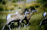 (19) Big Horn Sheep, Dubois, Wyo.