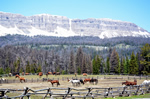 (48a) Horses at Brooks Lake Corral