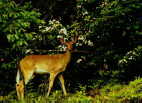 (27) Deer, N.C.