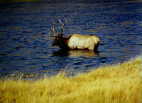 (44) Elk in Water, Yellowstone