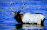 (45) Elk Closeup, Yellowstone N.P., Wyo.