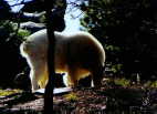 (18) Rocky Mountain Goat, Mt Rushmore, SD