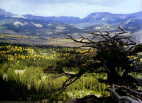 (15) Long Creek Tree2, Dubois, Wyo.