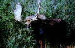 (20) Moose, Jackson Hole, Wyo.