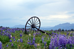 (4a) Wagon Wheel in Flowers